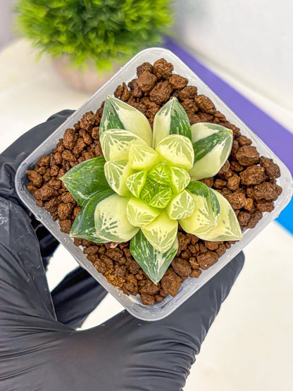Haworthia Obtusa x Cymbiformis (wa10) (9) | Rare Succulent