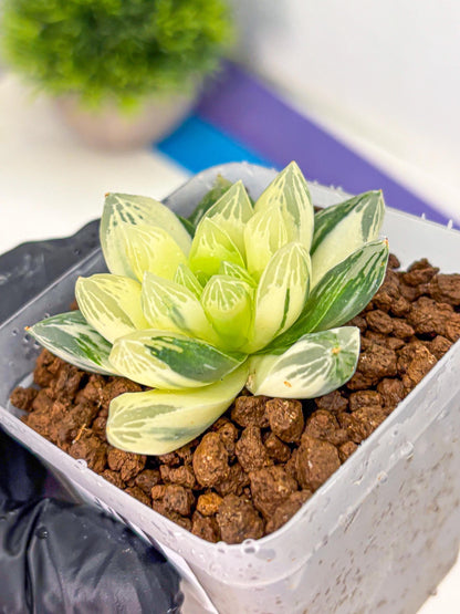 Haworthia Obtusa x Cymbiformis (wa10) (9) | Rare Succulent