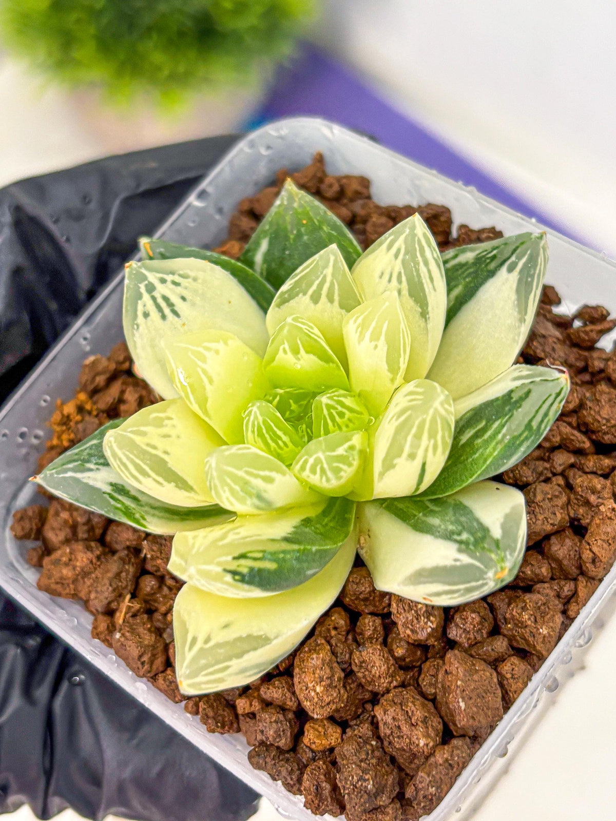 Haworthia Obtusa x Cymbiformis (wa10) (9) | Rare Succulent