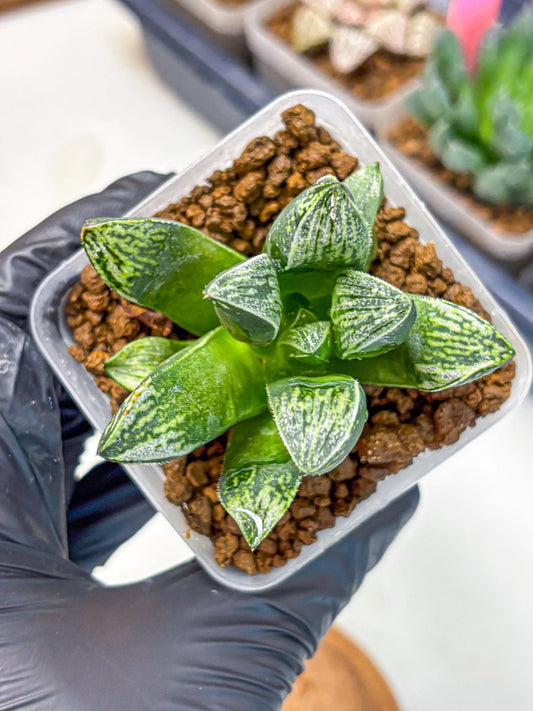 Haworthia Picta x Mutica (wa10) (10) | Rare Succulent
