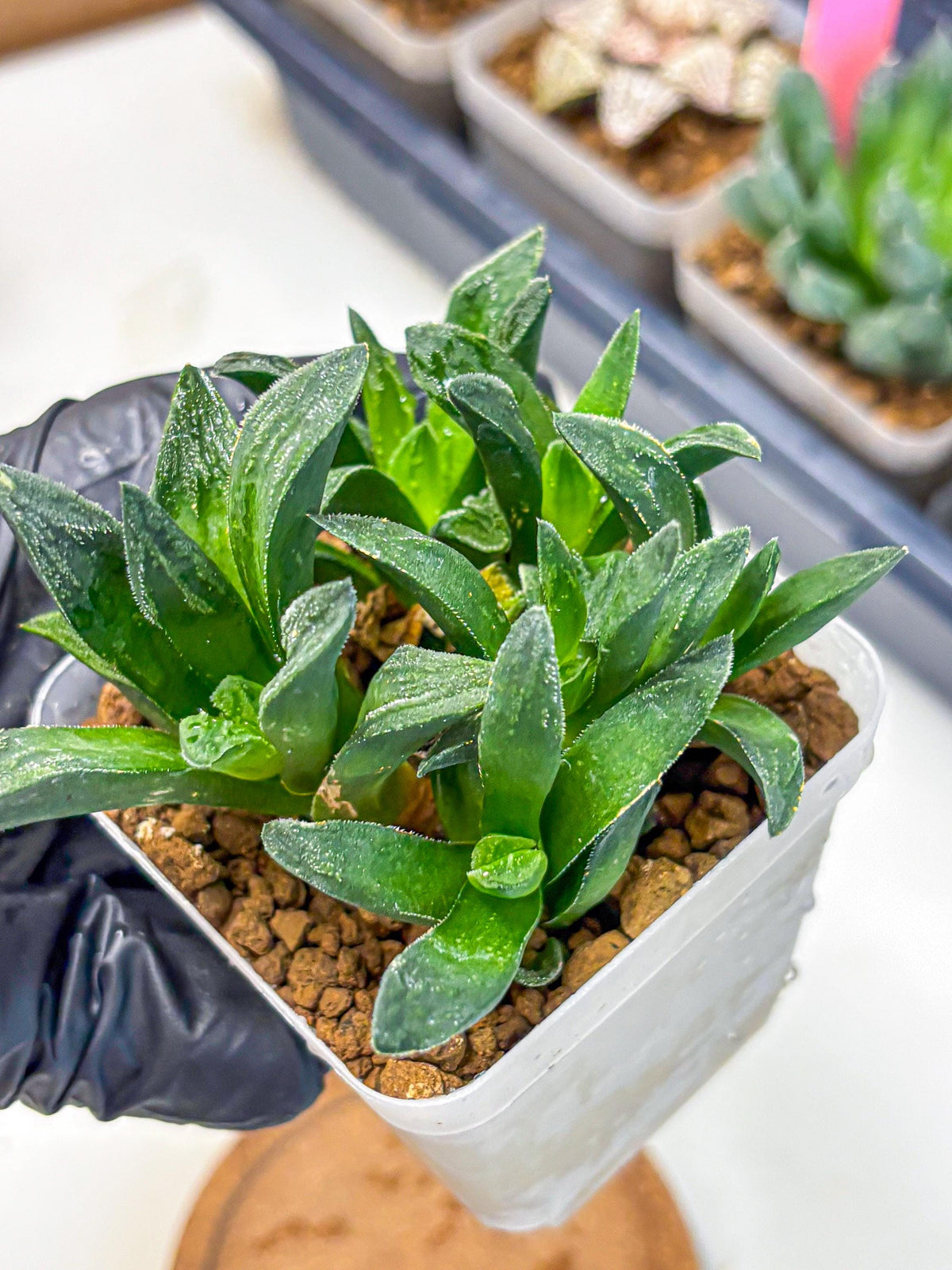 Haworthia Tiger Pygmaea (wa10) (11) | Rare Succulent