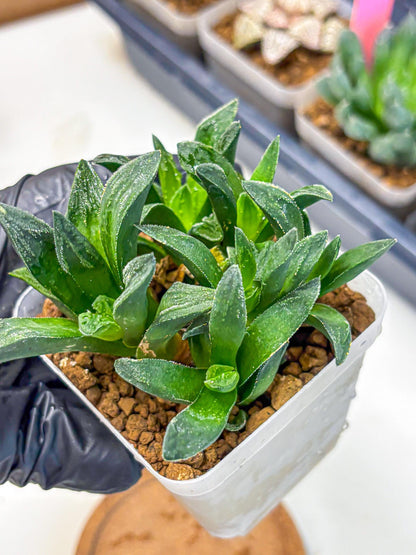 Haworthia Tiger Pygmaea (wa10) (11) | Rare Succulent