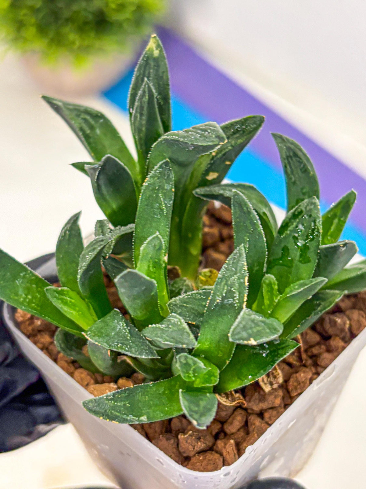 Haworthia Tiger Pygmaea (wa10) (11) | Rare Succulent