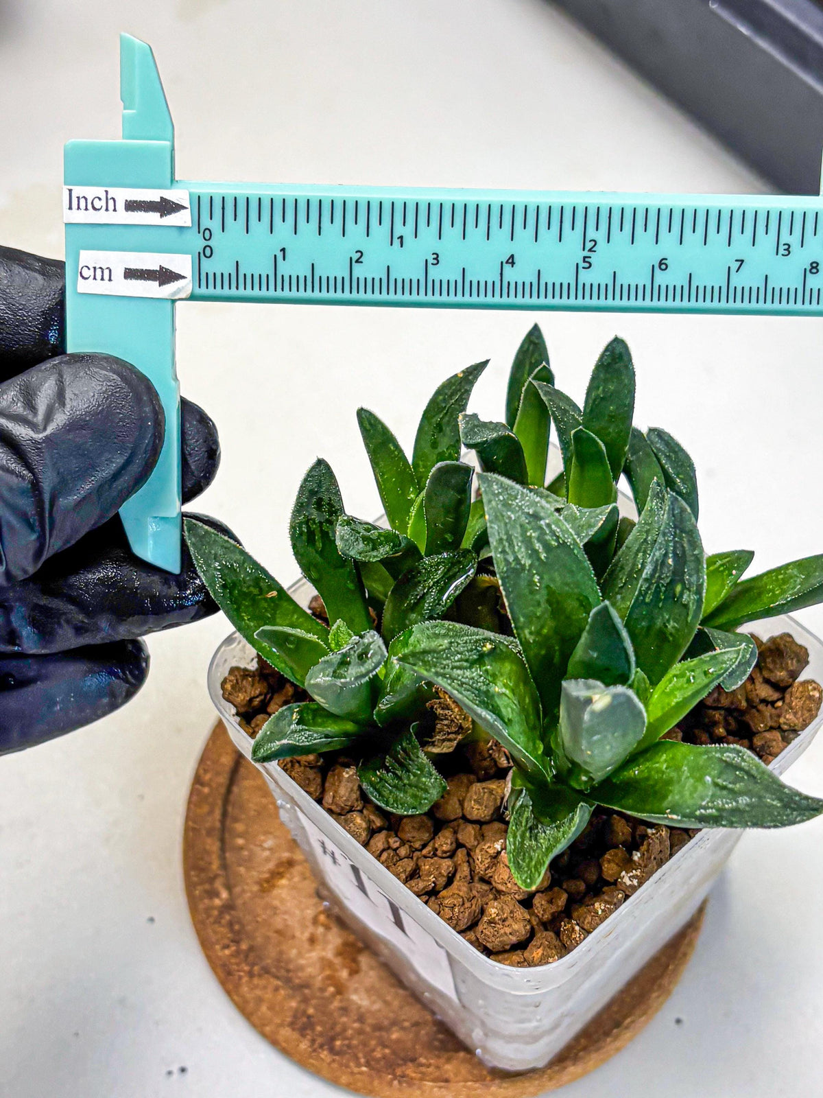 Haworthia Tiger Pygmaea (wa10) (11) | Rare Succulent