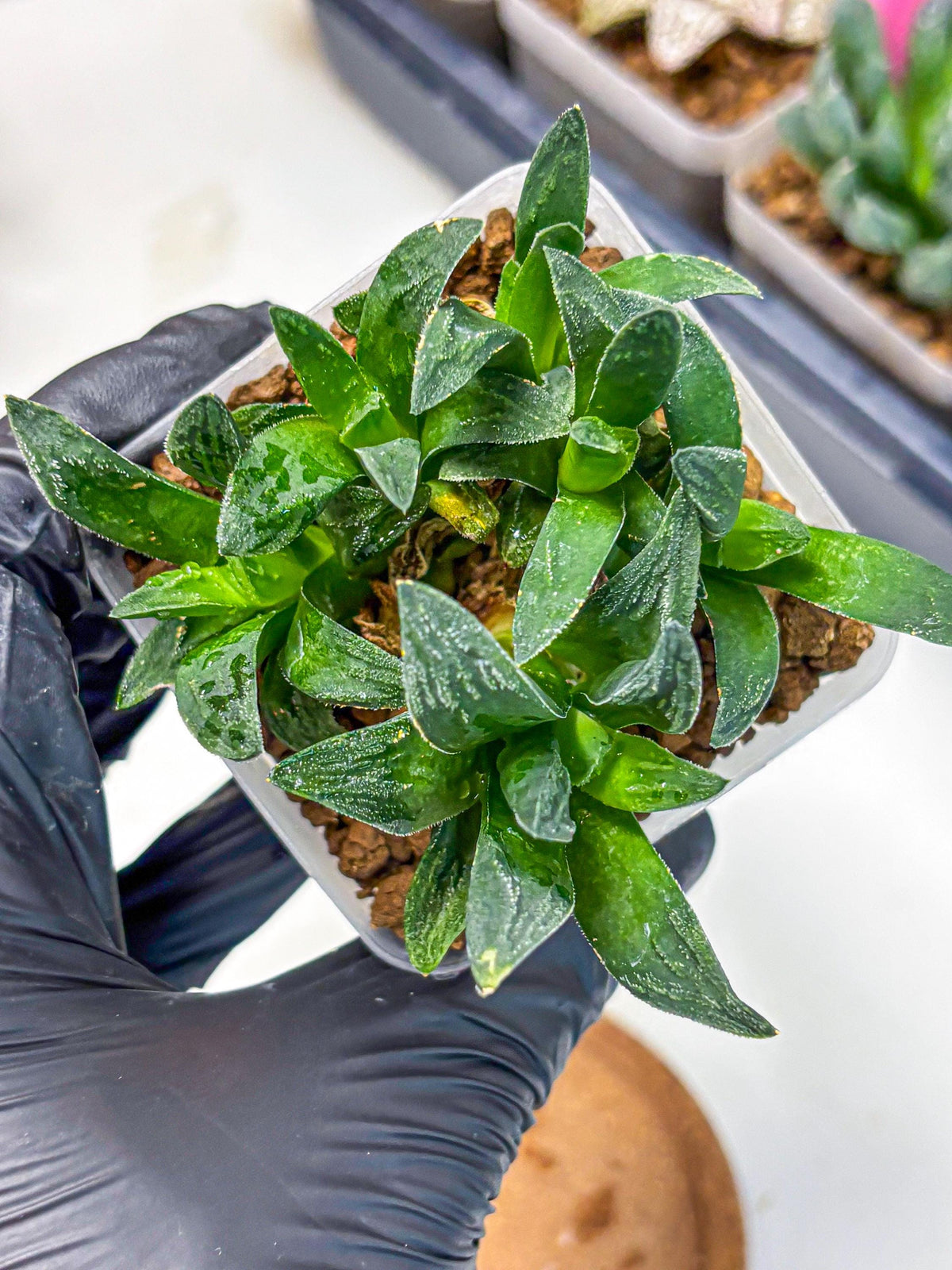 Haworthia Tiger Pygmaea (wa10) (11) | Rare Succulent