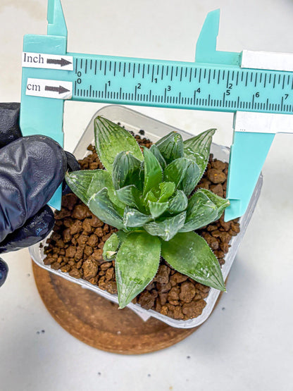 Haworthia Obtusa Hyb (wa10) (12) | Rare Succulent