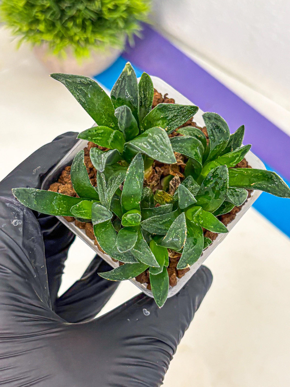 Haworthia Tiger Pygmaea (wa10) (11) | Rare Succulent
