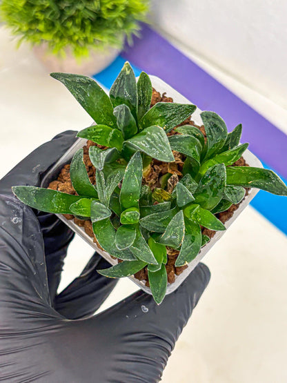 Haworthia Tiger Pygmaea (wa10) (11) | Rare Succulent
