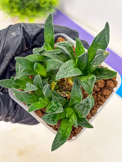 Haworthia Tiger Pygmaea (wa10) (11) | Rare Succulent