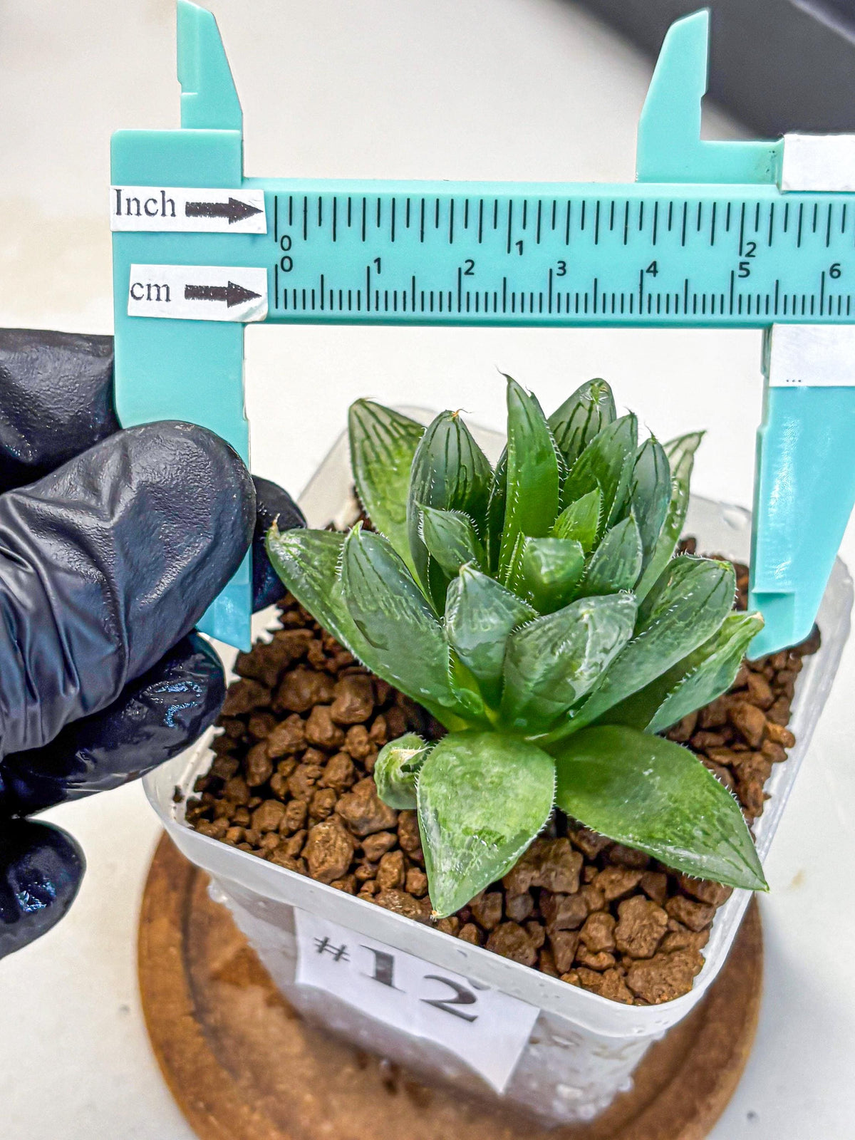 Haworthia Obtusa Hyb (wa10) (12) | Rare Succulent