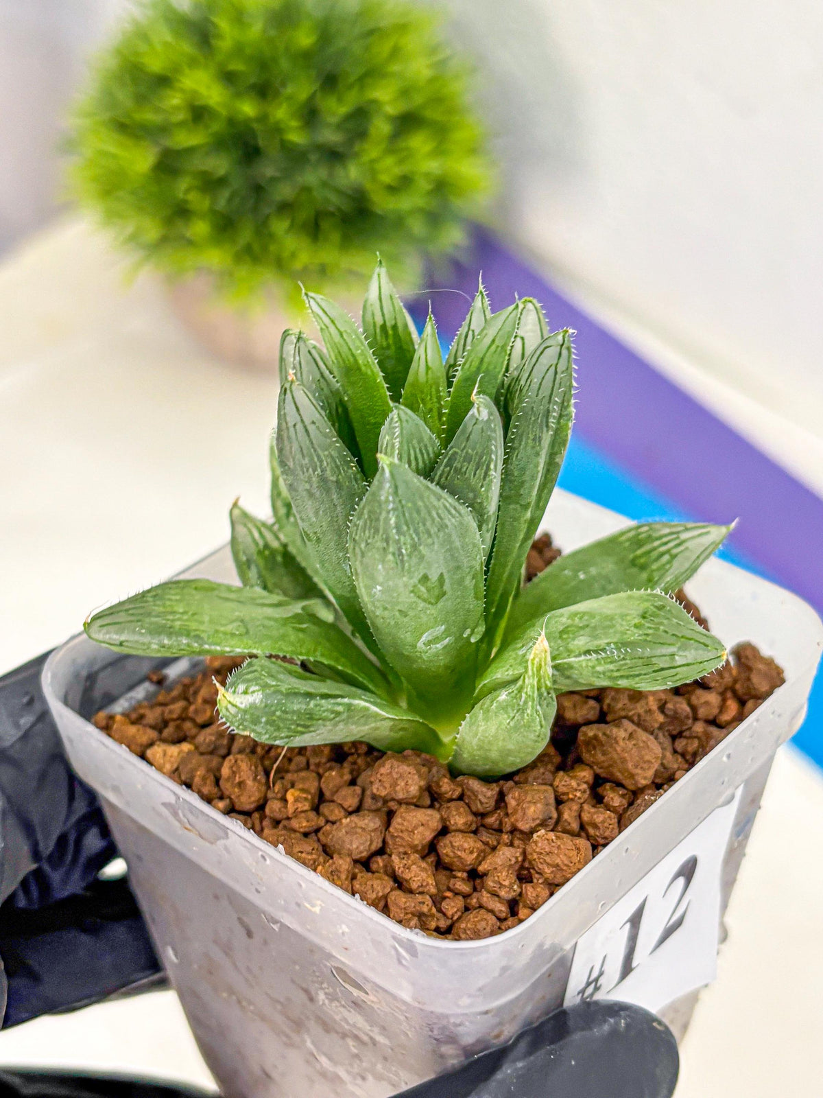 Haworthia Obtusa Hyb (wa10) (12) | Rare Succulent