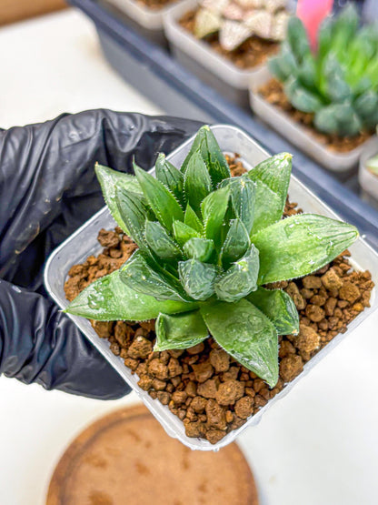 Haworthia Obtusa Hyb (wa10) (12) | Rare Succulent