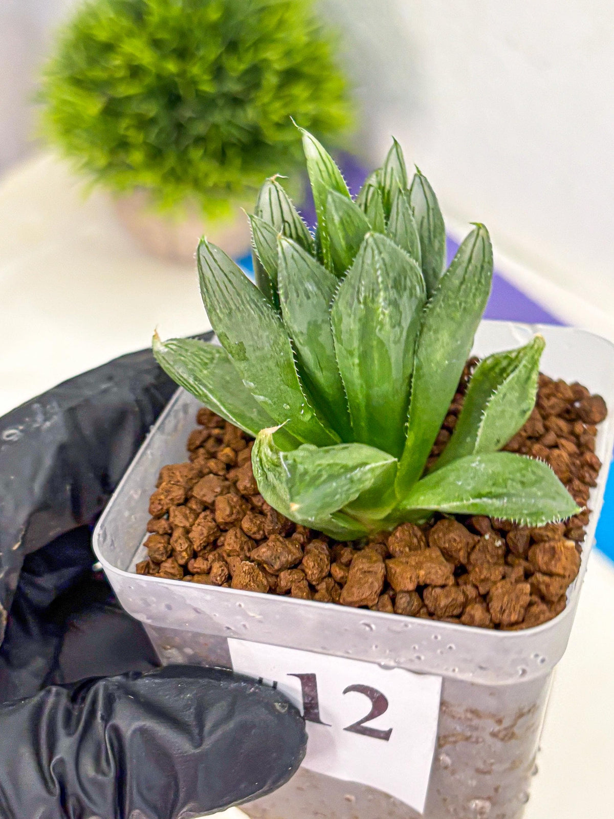 Haworthia Obtusa Hyb (wa10) (12) | Rare Succulent