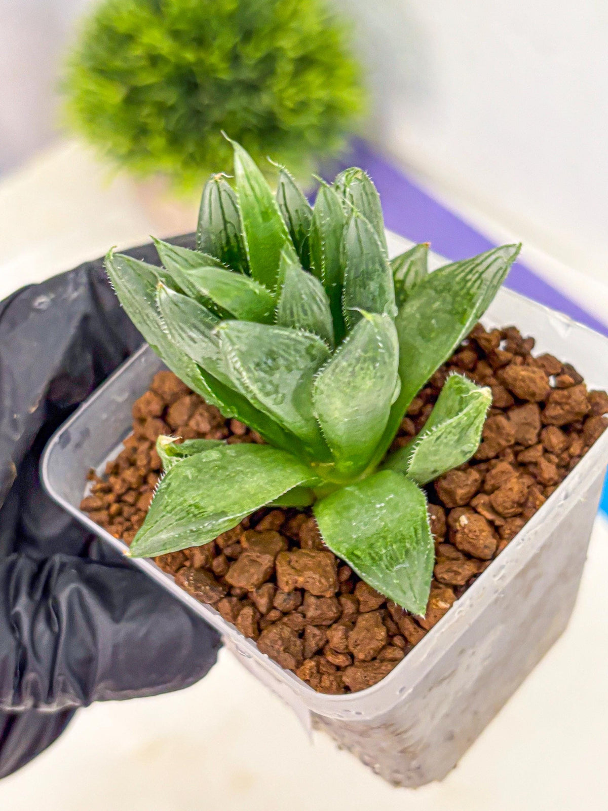 Haworthia Obtusa Hyb (wa10) (12) | Rare Succulent