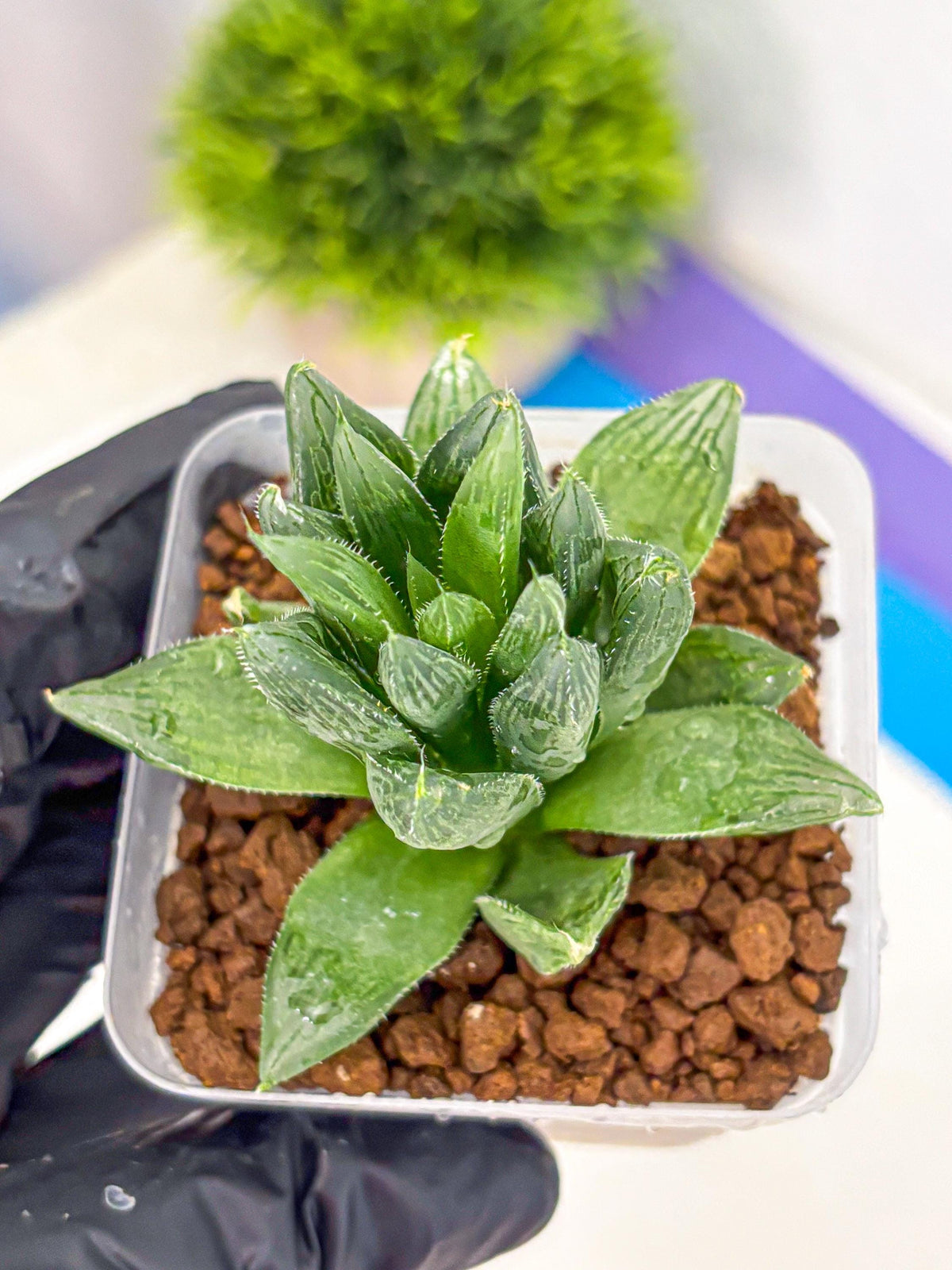 Haworthia Obtusa Hyb (wa10) (12) | Rare Succulent