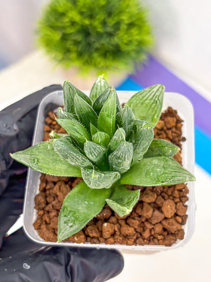 Haworthia Obtusa Hyb (wa10) (12) | Rare Succulent