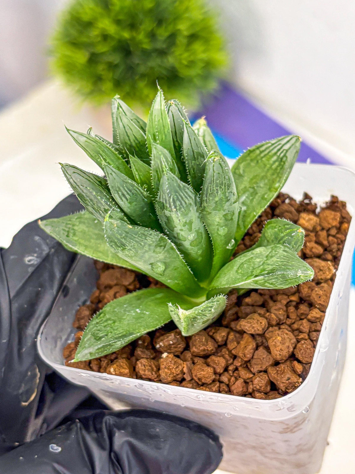Haworthia Obtusa Hyb (wa10) (12) | Rare Succulent