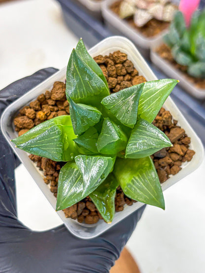 Haworthia Mutica Hyb (wa10) (13) | Rare Succulent