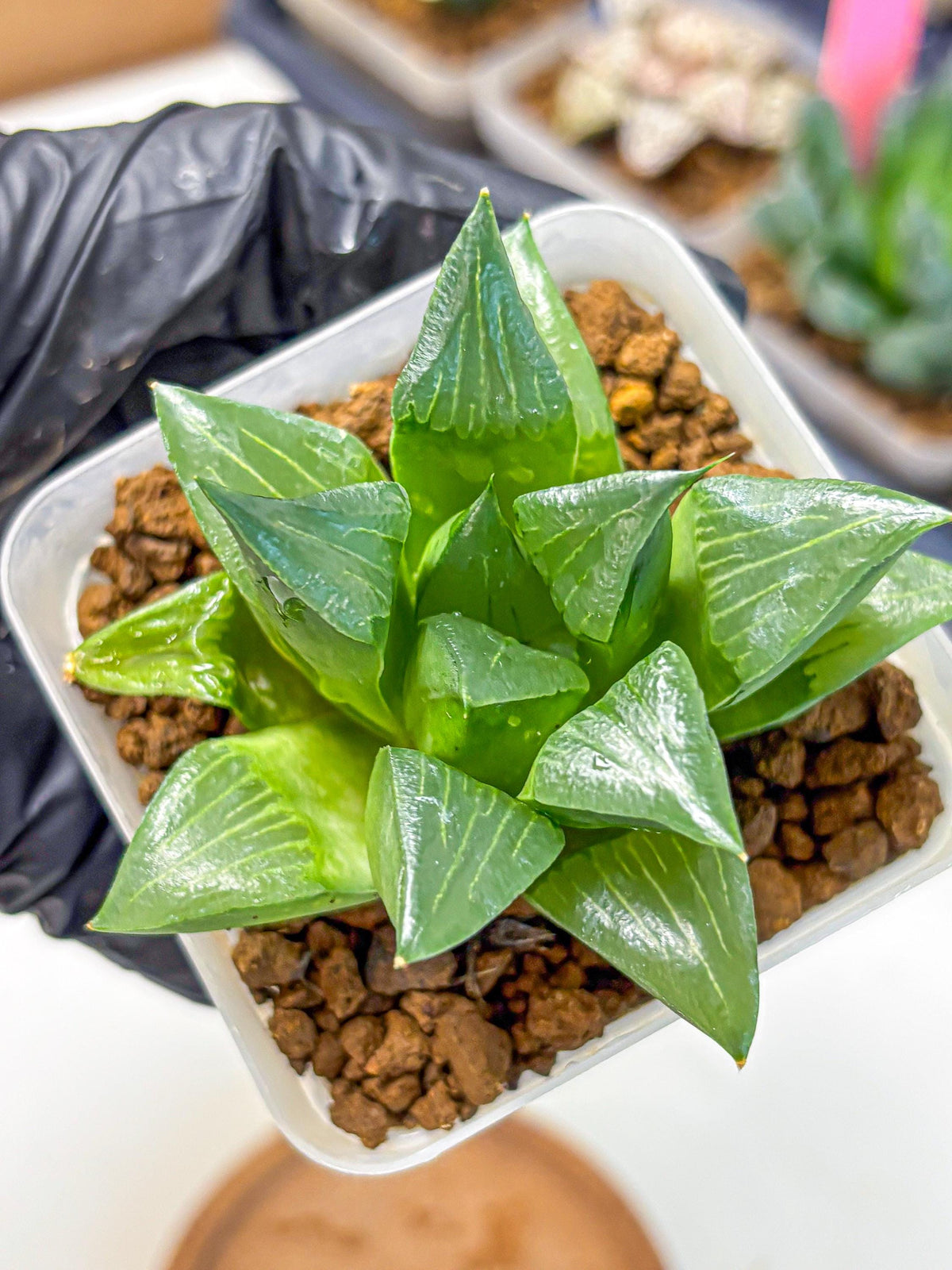 Haworthia Mutica Hyb (wa10) (13) | Rare Succulent