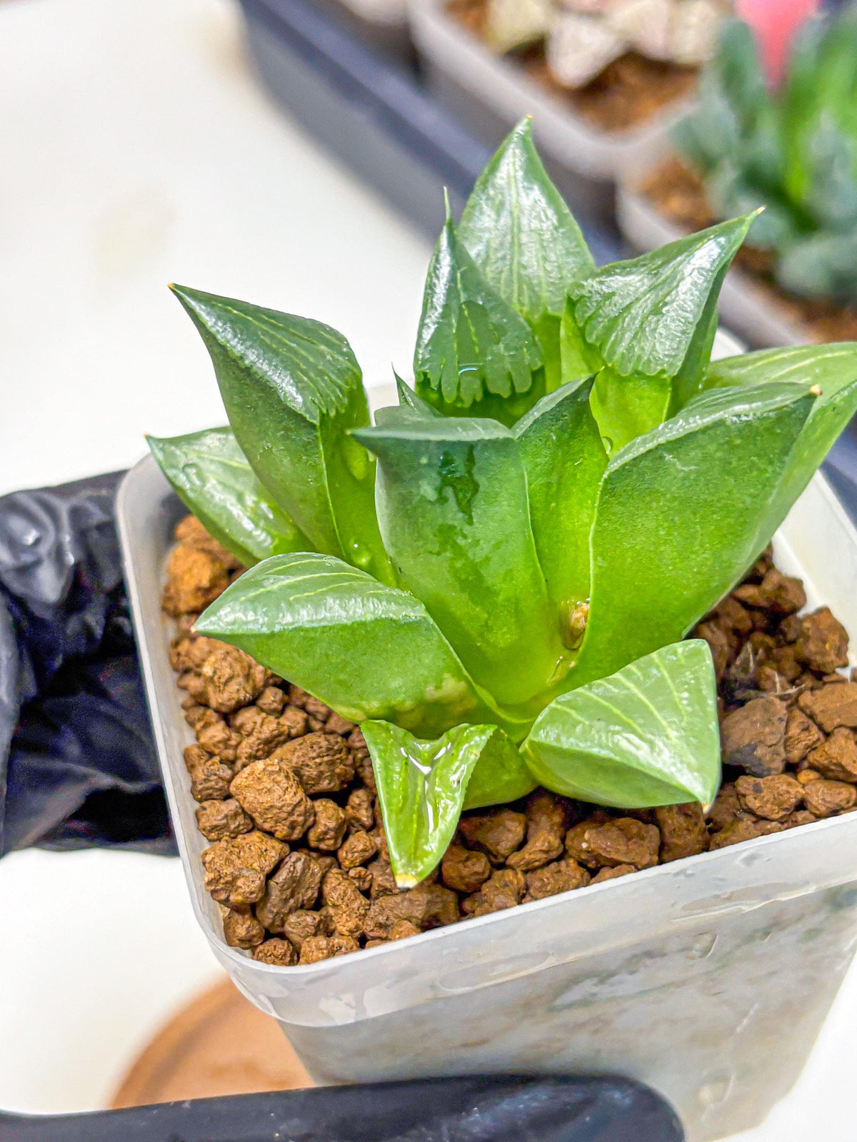 Haworthia Mutica Hyb (wa10) (13) | Rare Succulent