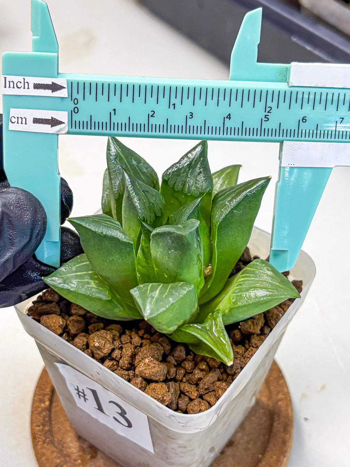 Haworthia Mutica Hyb (wa10) (13) | Rare Succulent