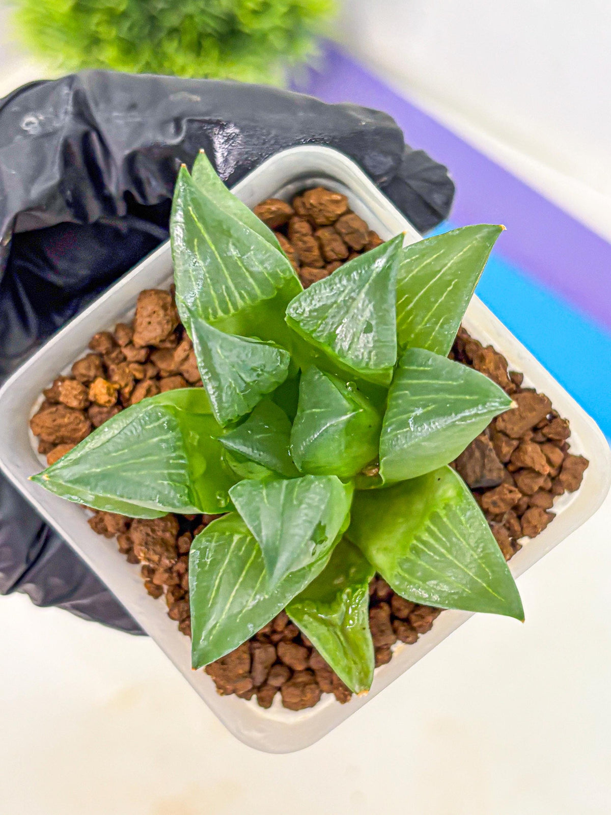Haworthia Mutica Hyb (wa10) (13) | Rare Succulent