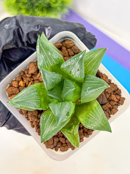 Haworthia Mutica Hyb (wa10) (13) | Rare Succulent