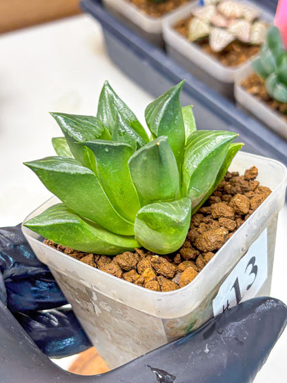 Haworthia Mutica Hyb (wa10) (13) | Rare Succulent