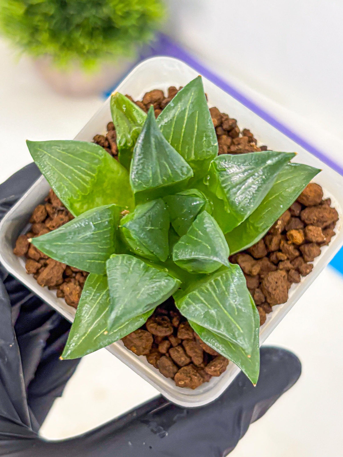 Haworthia Mutica Hyb (wa10) (13) | Rare Succulent