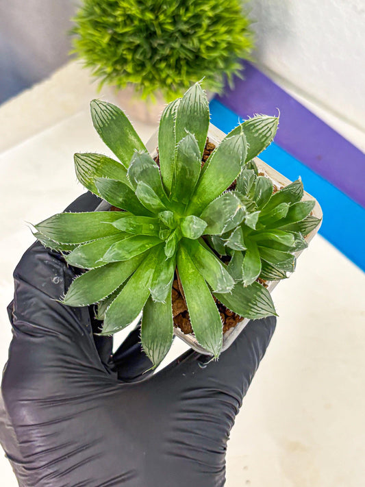 Haworthia Obtusa x Mirrorball (wa10) (14) | Rare Succulent