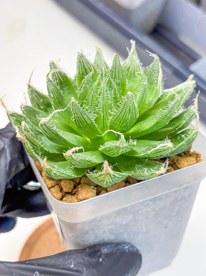 Haworthia Semiviva Hyb(wa10) (15) | Rare Succulent