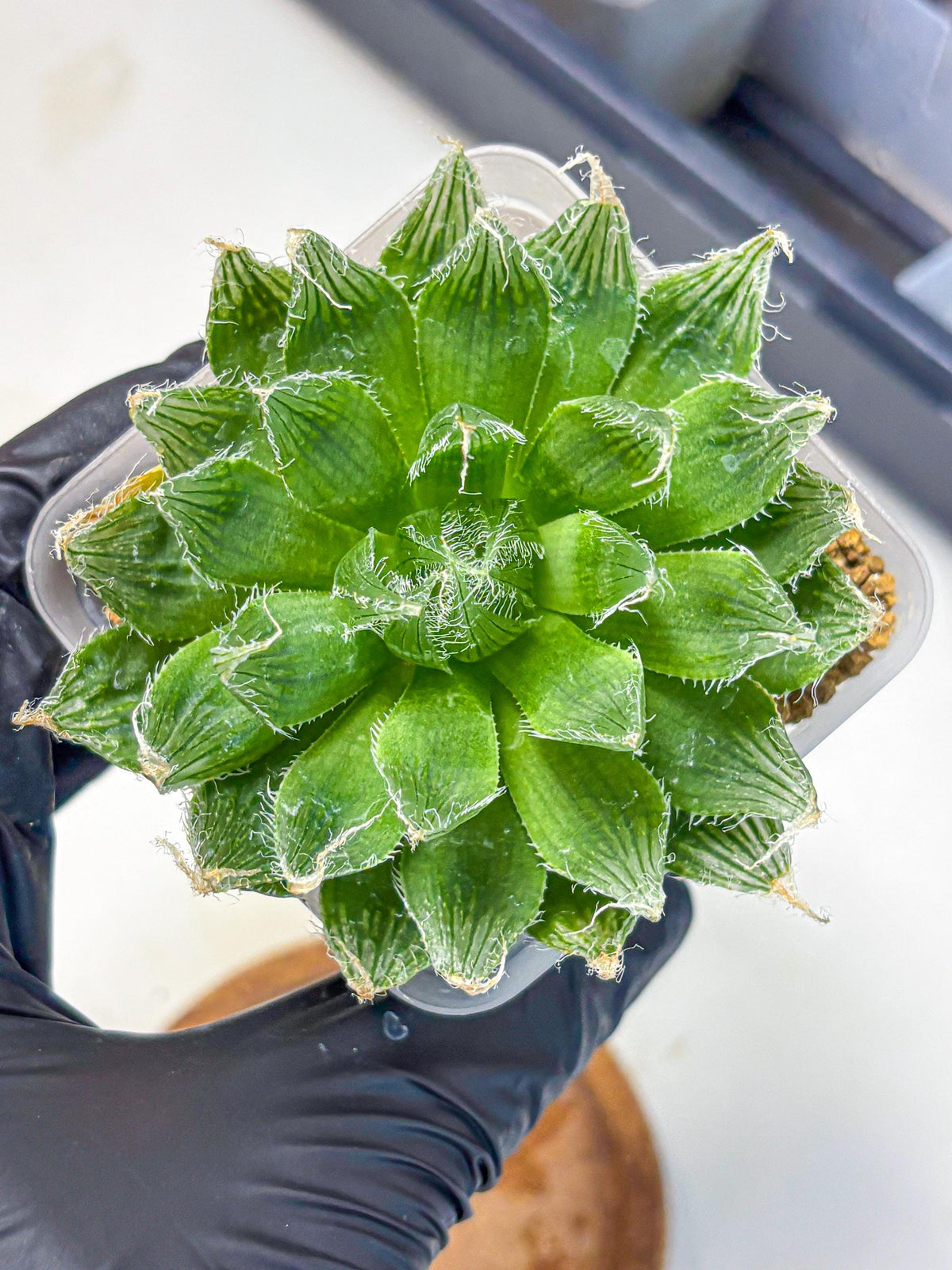 Haworthia Semiviva Hyb(wa10) (15) | Rare Succulent