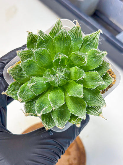 Haworthia Semiviva Hyb(wa10) (15) | Rare Succulent