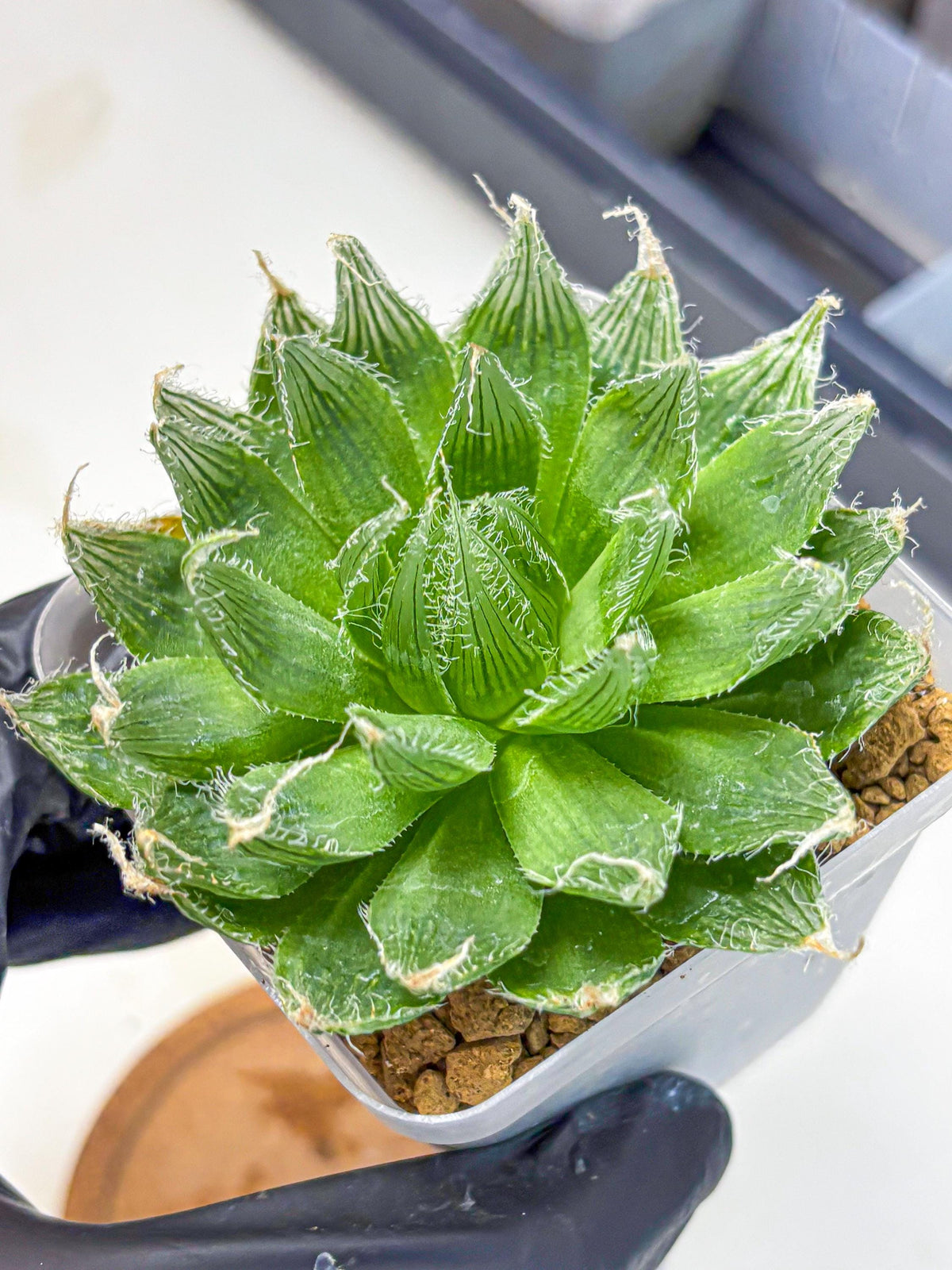 Haworthia Semiviva Hyb(wa10) (15) | Rare Succulent