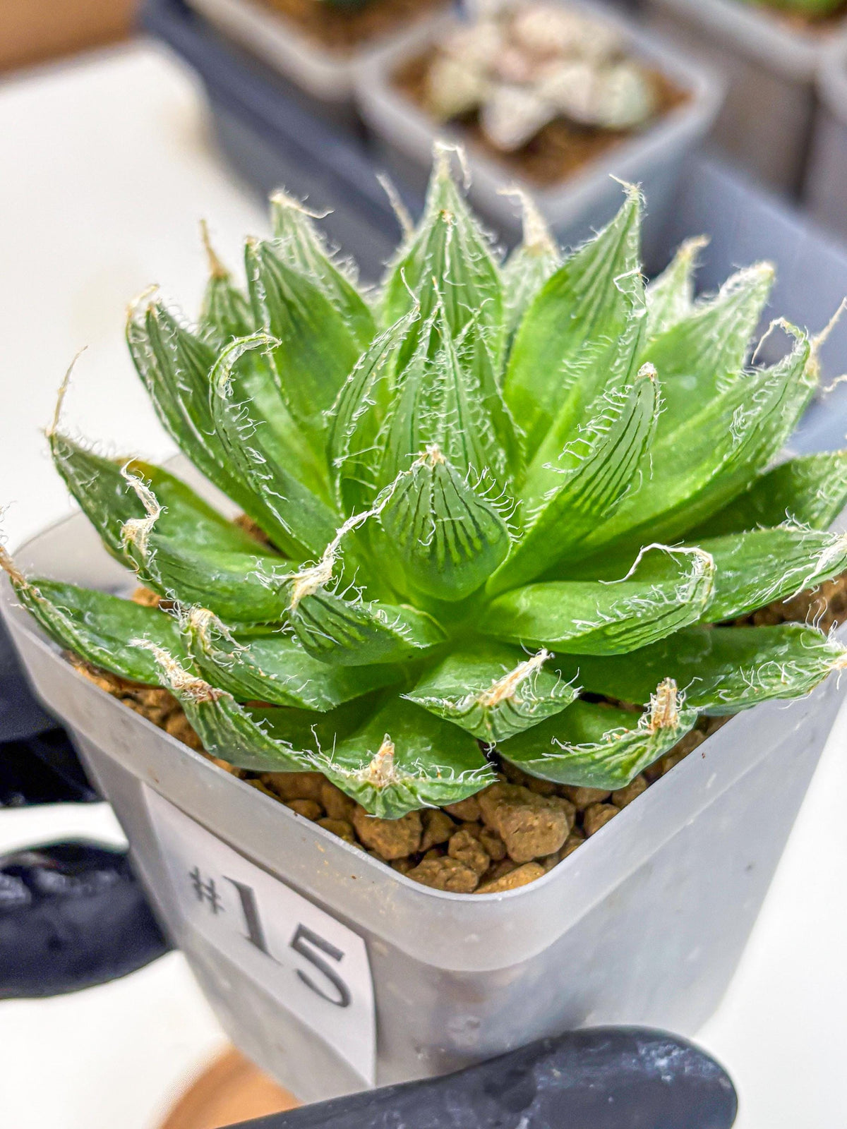 Haworthia Semiviva Hyb(wa10) (15) | Rare Succulent