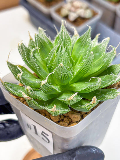 Haworthia Semiviva Hyb(wa10) (15) | Rare Succulent