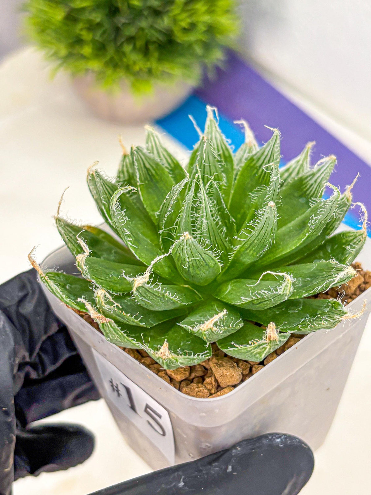 Haworthia Semiviva Hyb(wa10) (15) | Rare Succulent