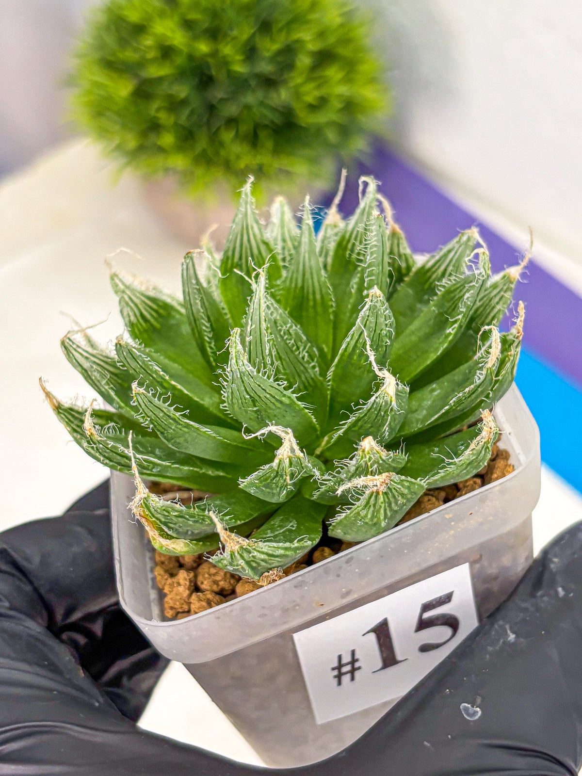 Haworthia Semiviva Hyb(wa10) (15) | Rare Succulent