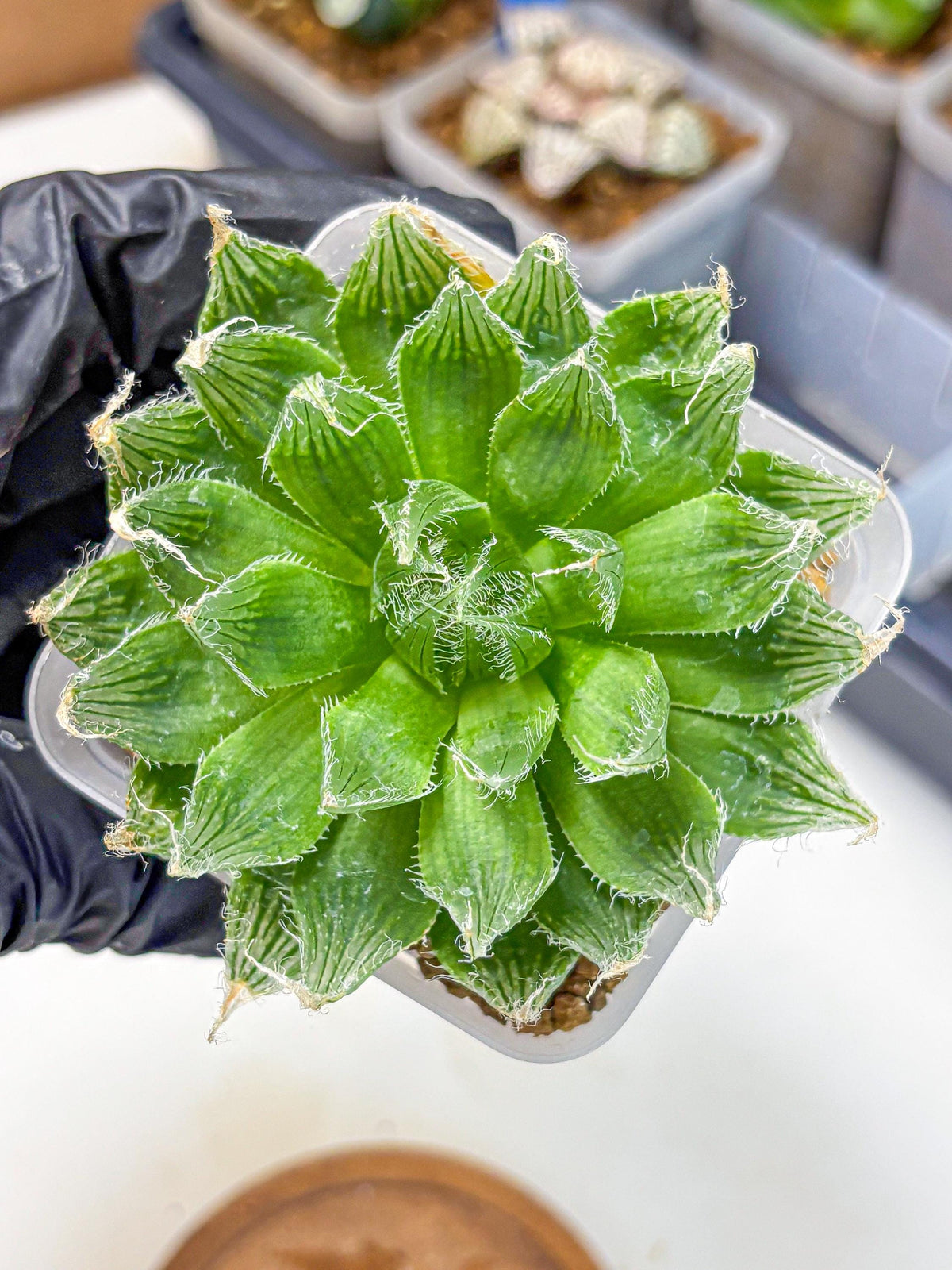 Haworthia Semiviva Hyb(wa10) (15) | Rare Succulent