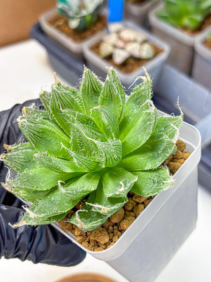 Haworthia Semiviva Hyb(wa10) (15) | Rare Succulent