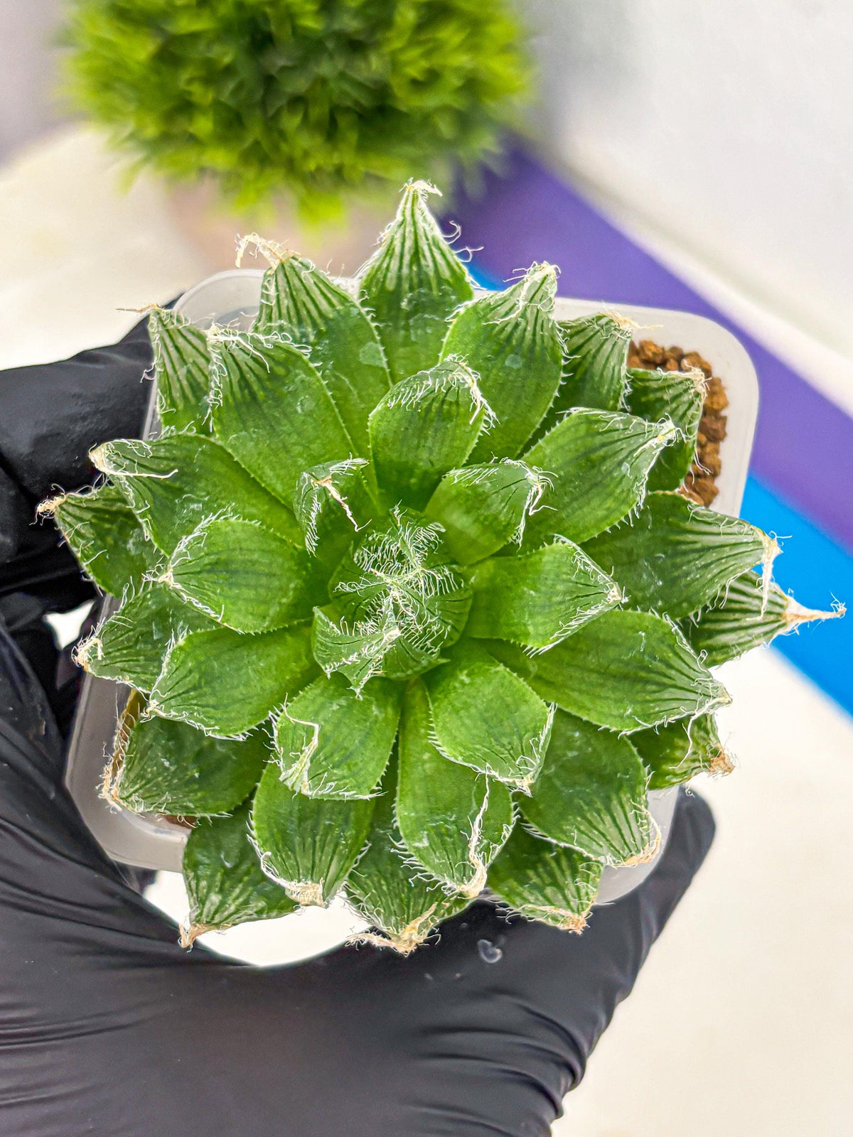 Haworthia Semiviva Hyb(wa10) (15) | Rare Succulent