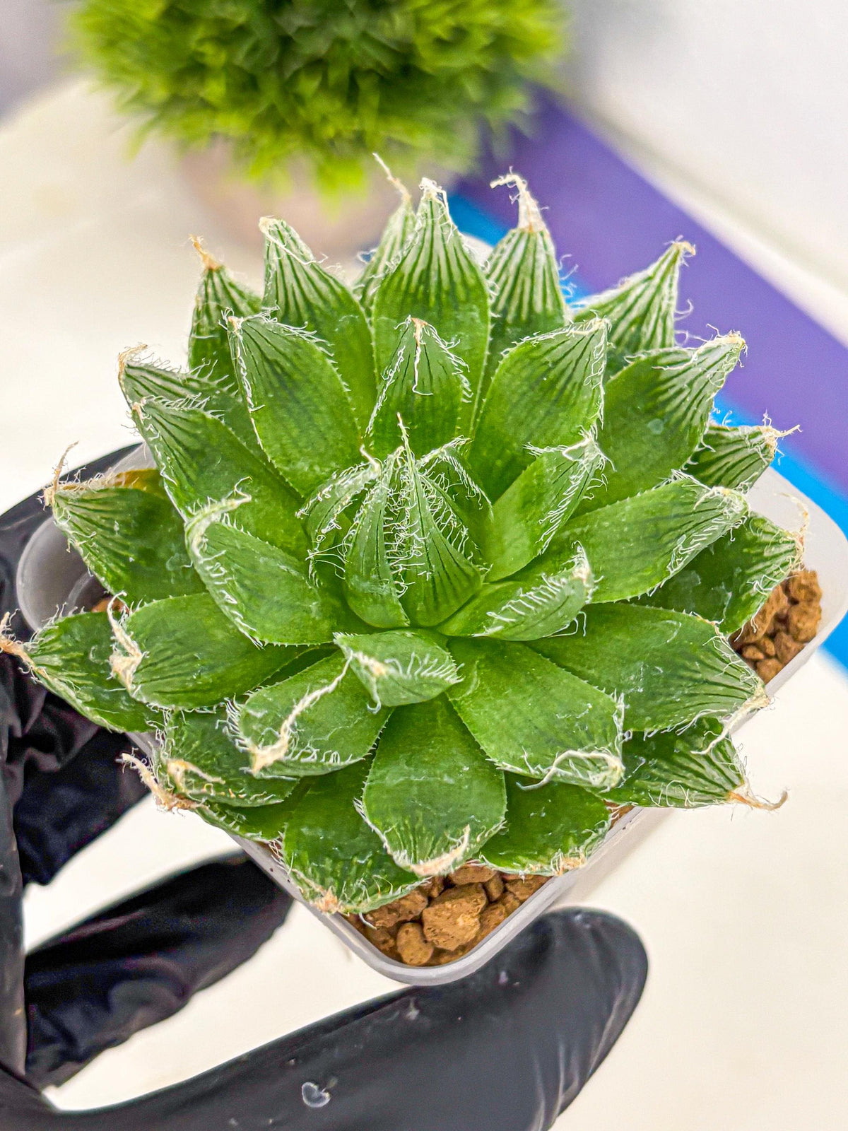 Haworthia Semiviva Hyb(wa10) (15) | Rare Succulent