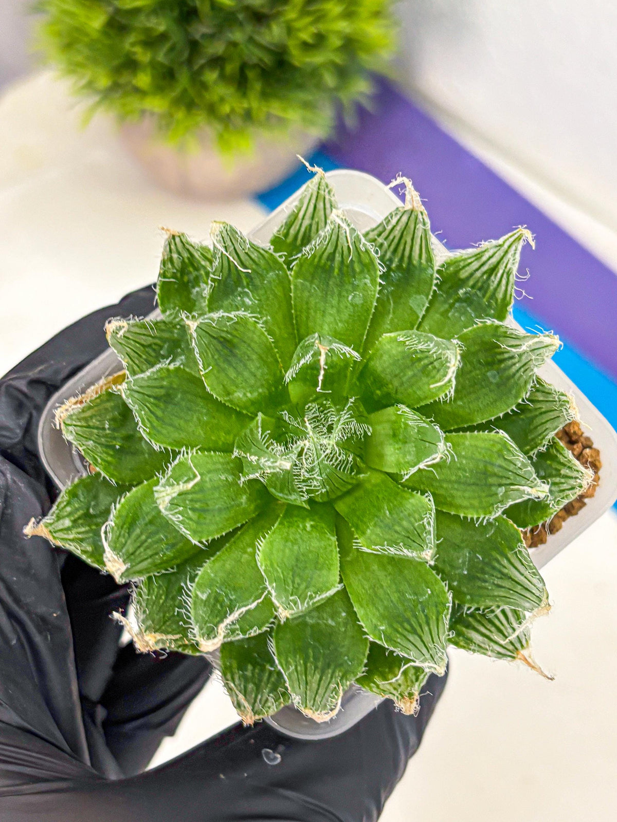 Haworthia Semiviva Hyb(wa10) (15) | Rare Succulent
