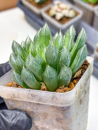 Haworthia Obtusa Hyb (wa10) (pp) | Rare Succulent