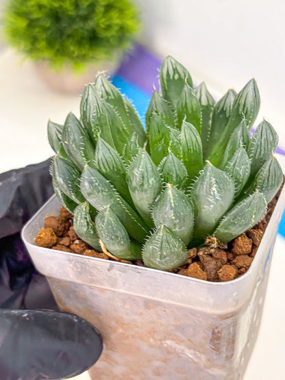 Haworthia Obtusa Hyb (wa10) (pp) | Rare Succulent
