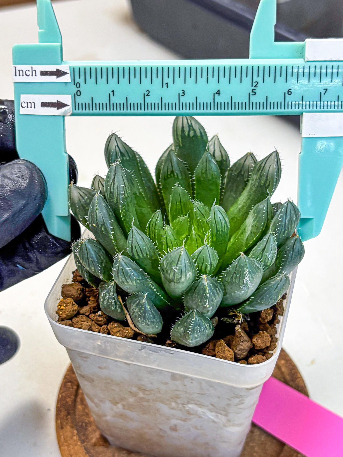 Haworthia Obtusa Hyb (wa10) (pp) | Rare Succulent