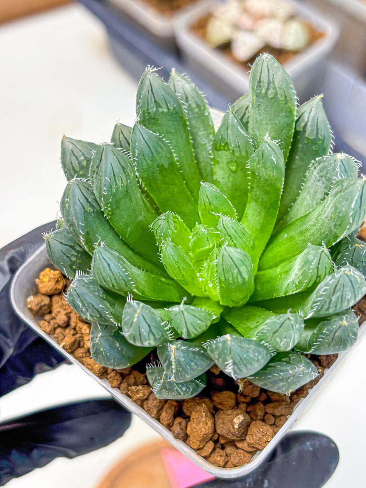 Haworthia Obtusa Hyb (wa10) (pp) | Rare Succulent