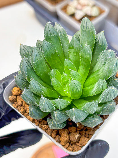 Haworthia Obtusa Hyb (wa10) (pp) | Rare Succulent