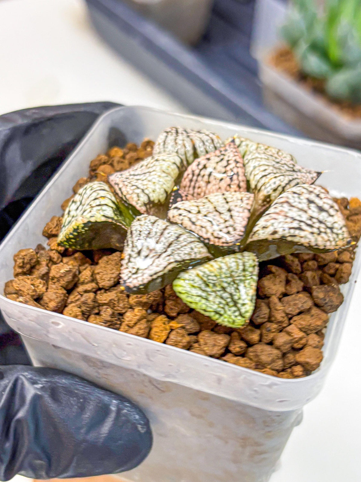 Haworthia Picta ‘Red’ (wa10) (bb) | Rare Succulent