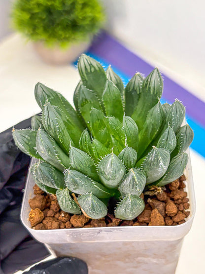 Haworthia Obtusa Hyb (wa10) (pp) | Rare Succulent